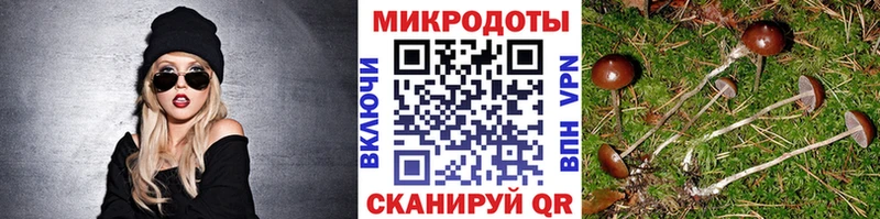 Купить  Кохма  Галлюциногенные грибы MAGIC MUSHROOMS 